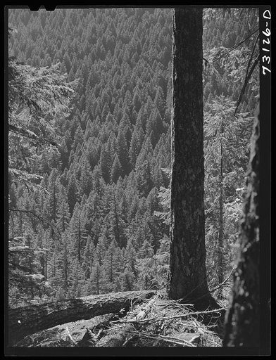 Willamette National Forest, Linn County, Oregon. Wooded mountainside