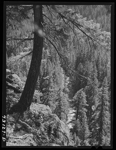 Untitled photo, possibly related to: Willamette National Forest, Linn County, Oregon. Wooded mountains. The McKenzie River can be seen through the trees