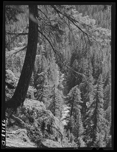 Willamette National Forest, Linn County, Oregon. Wooded mountains. The McKenzie River can be seen through the trees