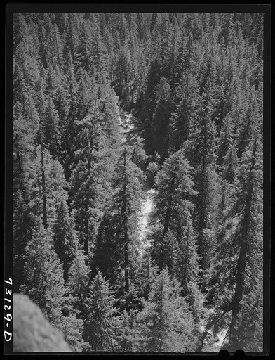 Untitled photo, possibly related to: Willamette National Forest, Linn County, Oregon. Wooded mountains. The McKenzie River can be seen through the trees