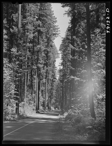 Untitled photo, possibly related to: Rogue River National Forest, Klamath County, Oregon. Highway running through tall trees