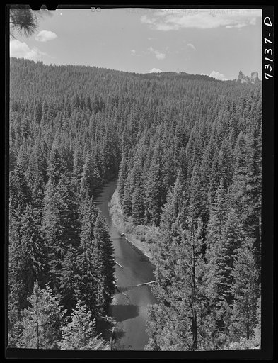 Willamette National Forest. Linn County, Oregon. The McKenzie River