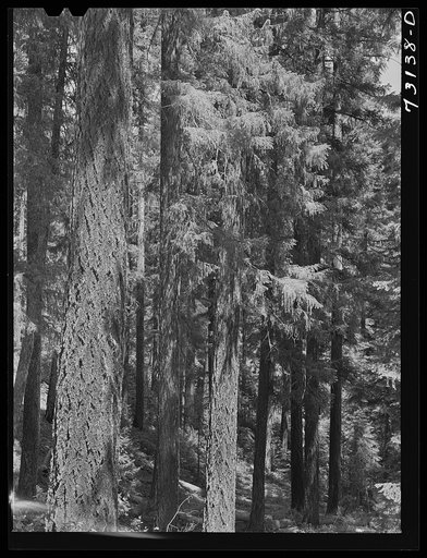 Linn County, Oregon. Willamette National Forest