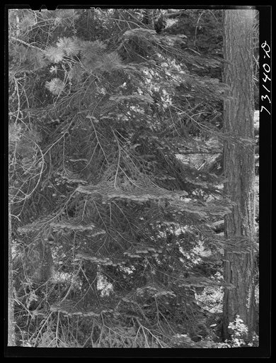 Rogue River National Forest, Jackson County, Oregon. Detail of tree branches