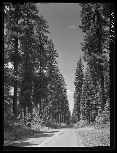 Rogue River National Forest, Klamath County, Oregon. Highway running through tall trees