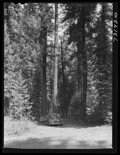 Rogue River National Forest, Klamath County, Oregon. Tall trees