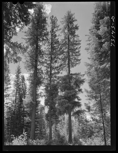 Untitled photo, possibly related to: Rogue River National Forest, Klamath County, Oregon
