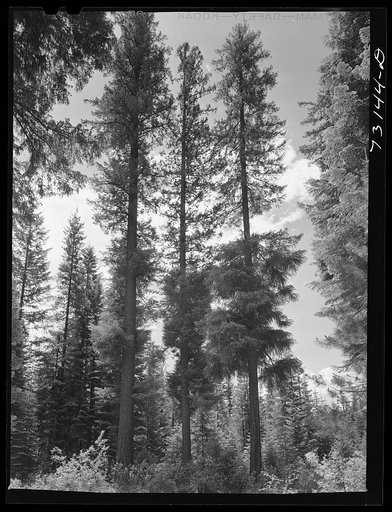 Rogue River National Forest, Klamath County, Oregon