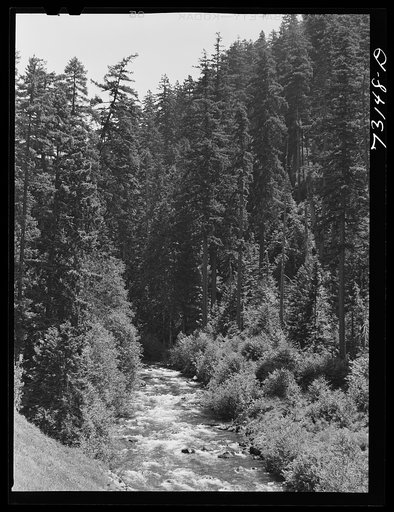 Willamette National Forest, Lane County, Oregon. Salt Creek