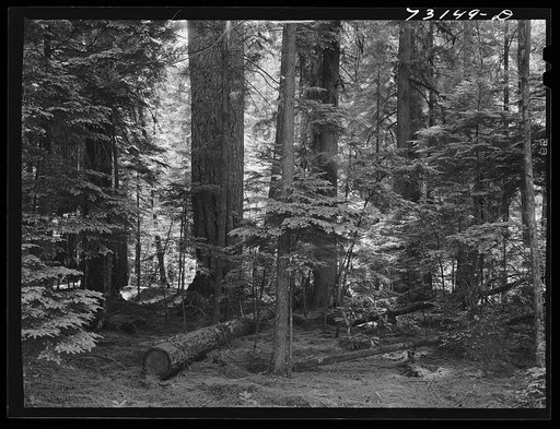 Willamette National Forest, Lane County, Oregon