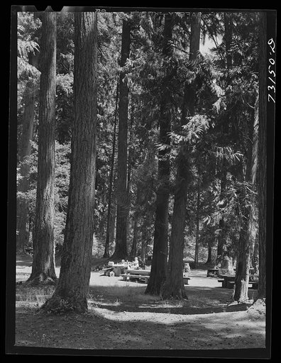 Willamette National Forest, Lane County, Oregon. Forest camp