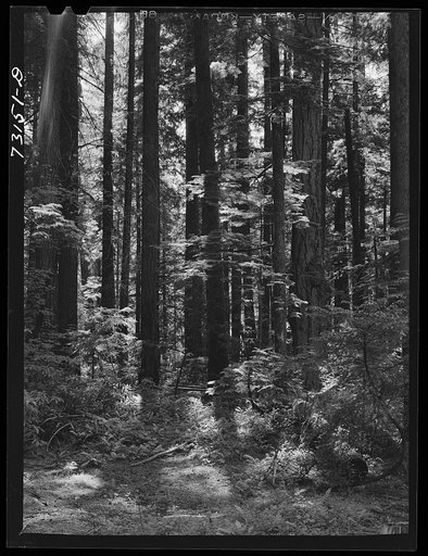 Willamette National Forest, Lane County, Oregon. The undergrowth is mostly ferns