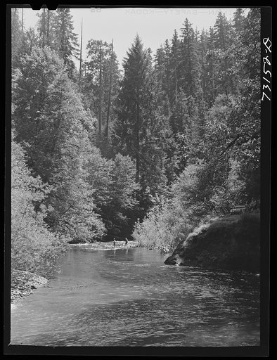 Willamette National Park, Lane County, Oregon. The Blue Pool forest camp. Such forest camps are favorite picnicking and damping spots for vacationists. Throughout the national parks, camp fires are allowed only in these many forest camps so that the fire hazard is minimized