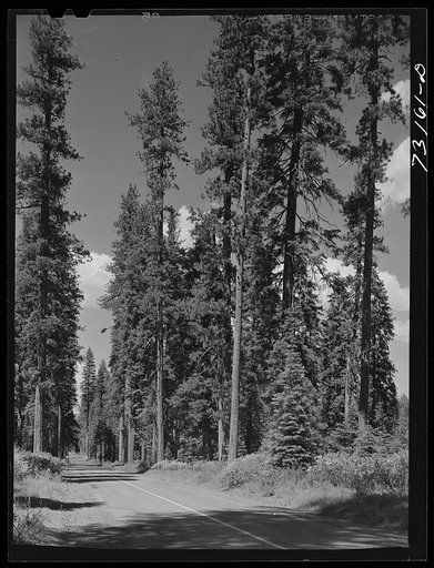 Rogue River National Forest, Klamath County, Oregon. Tall trees along the State Highway 62