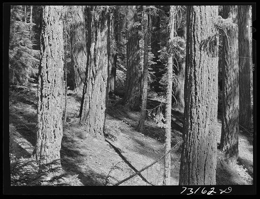 Rogue River National Forest, Klamath County, Oregon. Tall trees along Highway 62