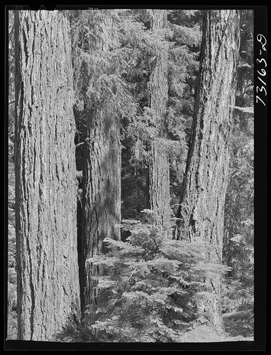 Untitled photo, possibly related to: Rogue River National Forest, Jackson County, Oregon. Detail of timber