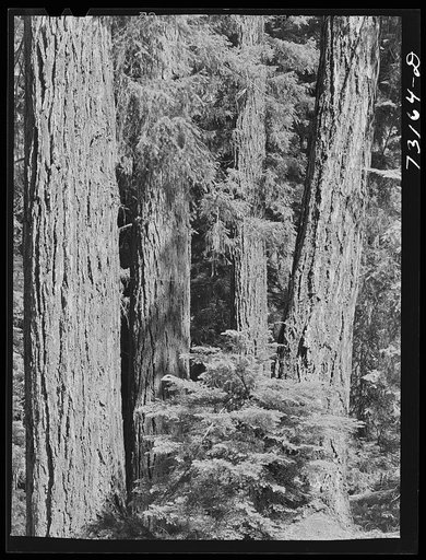 Rogue River National Forest, Jackson County, Oregon. Detail of timber