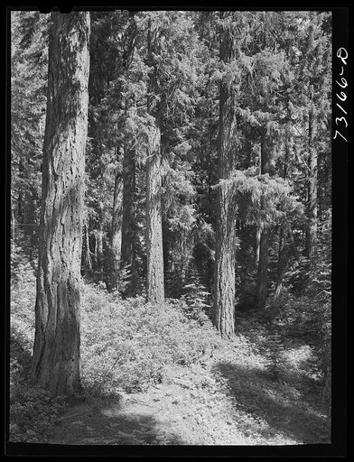 Rogue River National Forest, Jackson County, Oregon. Detail of timber