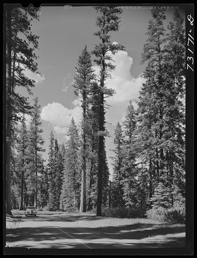 Rogue River National Forest, Klamath County, Oregon. State Highway 62 passing through tall trees