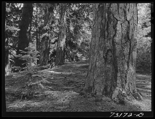 Rogue River National Forest, Klamath County, Oregon. Base of Ponderosa pine with young tree at its side