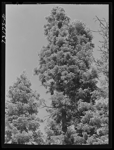 Rogue River National Forest, Klamath County, Oregon. Tops of tall trees