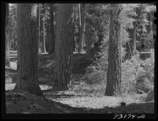Rogue River National Forest, Klamath County, Oregon. Bases of trees. The two trunks at the left and center are Ponderosa pines