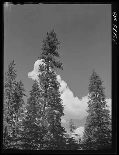 Rogue River National Forest, Klamath County, Oregon. Tops of trees and clouds