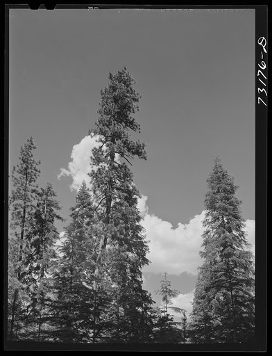 Untitled photo, possibly related to: Rogue River National Forest, Klamath County, Oregon. Tops of trees and clouds