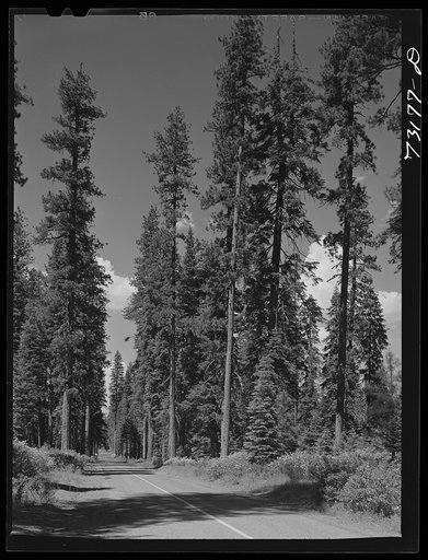 Untitled photo, possibly related to:  Rogue River National Forest, Klamath County, Oregon. Tall timber