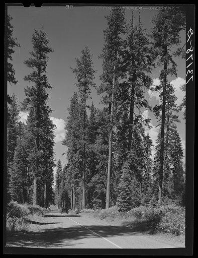 Rogue River National Forest, Klamath County, Oregon. Tall timber