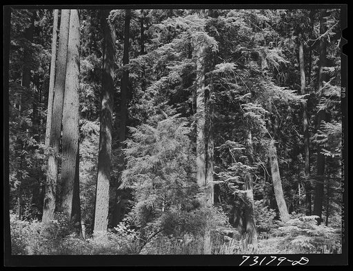 Willamette National Forest, Lane County, Oregon. Detail of trees and undergrowth. Because of the heavy rainfall, these forests of the Pacific Coast have ferns and thick moss