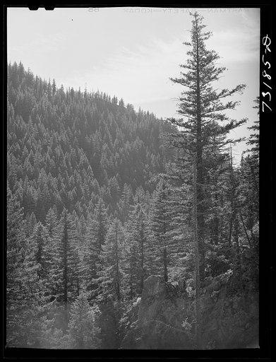 Willamette National Forest. Lane County, Oregon. Wooded mountainside