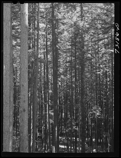 Willamette National Forest, Lane County, Oregon. Lodgepole pine and a few Ponderosa pines