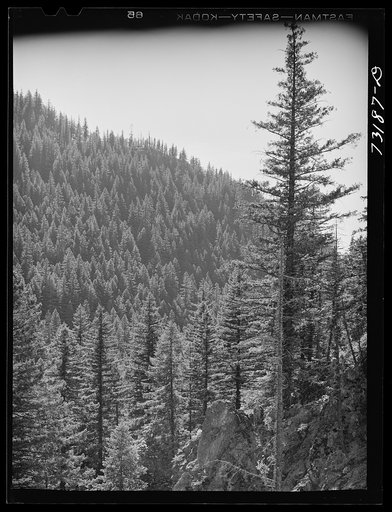 Untitled photo, possibly related to: Willamette National Forest. Lane County, Oregon. Wooded mountainside