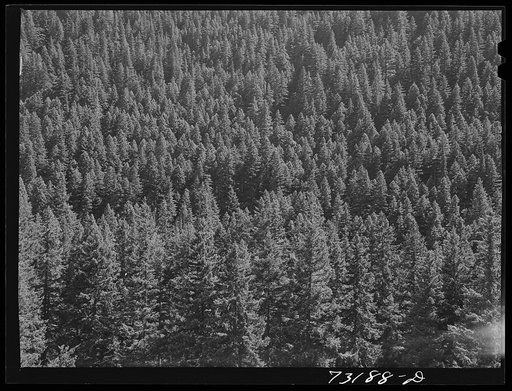 Willamette National Forest, Lane County, Oregon. Wooded mountainside