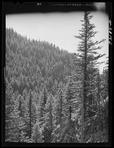 Untitled photo, possibly related to: Willamette National Forest. Lane County, Oregon. Wooded mountainside