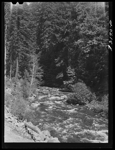 Willamette National Forest, Lane County, Oregon. Salt Creek