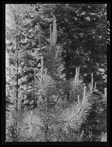Rogue River National Forest, Douglas County, Oregon. Detail of pine tree
