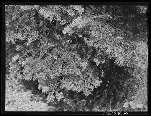 Rogue River National Forest, Douglas County, Oregon. Detail of fir trees