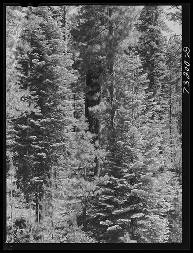 Untitled photo, possibly related to: Rogue River National Forest, Douglas County, Oregon