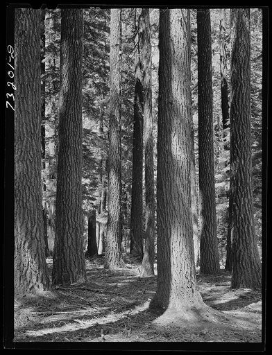 Rogue River National Forest, Jackson County, Oregon. Stand of fir