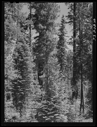 Rogue River National Forest, Douglas County, Oregon