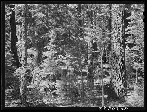 Rogue River National Forest, Jackson County, Oregon. Detail of forest growth