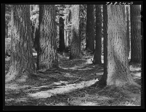 Rogue River National Forest, Jackson County, Oregon. Fir trees
