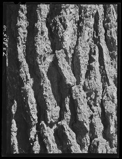 Rogue River National Forest, Douglas County, Oregon. Detail of bark of fir tree