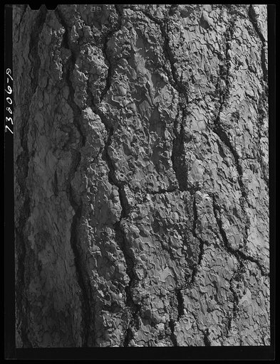 Rogue River National Forest, Douglas County, Oregon. Detail of bark of pine tree