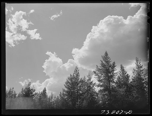 Rogue River National Forest, Jackson County, Oregon. Trees and clouds