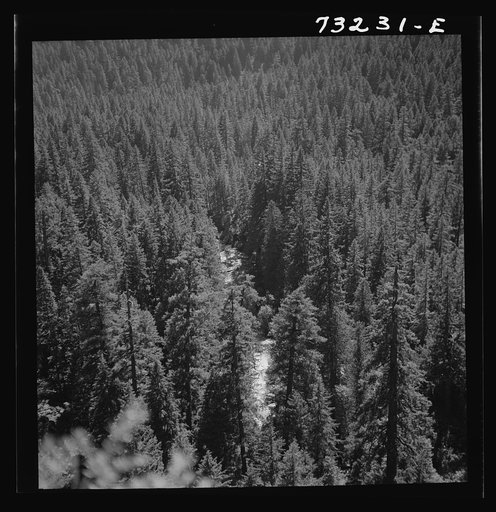 Untitled photo, possibly related to: Willamette National Forest, Linn County, Oregon. Wooded mountains. The McKenzie River can be seen through the trees
