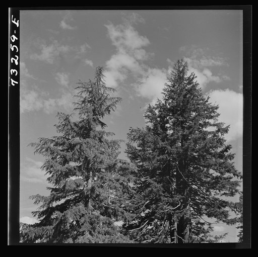 Douglas County, Oregon. Trees and clouds