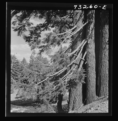 Douglas County, Oregon. Detail of fir trees